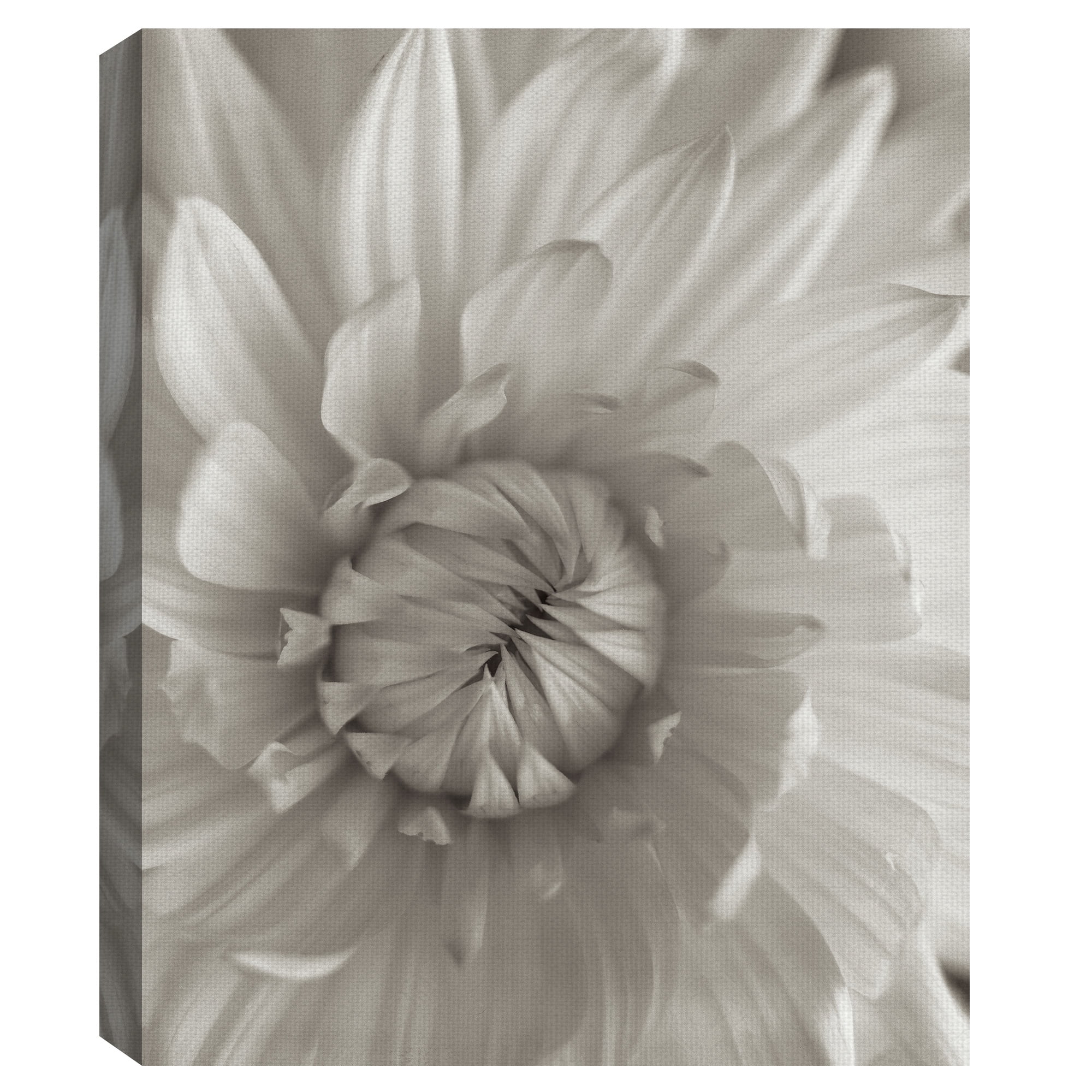 Masterpiece Art Gallery Florison #24 Budding Daisy By Alan Blaustein Canvas Art Print 22" x 28"