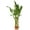 20 Plants, variant on Lucky Indoor Bamboo - Live Plants - Ships Bare Root - 10-Pack of 4 Inch Straight Stalks - Air Purifying Feng-Shui Zen Garden Houseplants