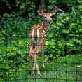 thumbnail image 2 of Gardeneer Deer-X Premium Exclusion Netting Roll, 7' x 50', 2 of 3