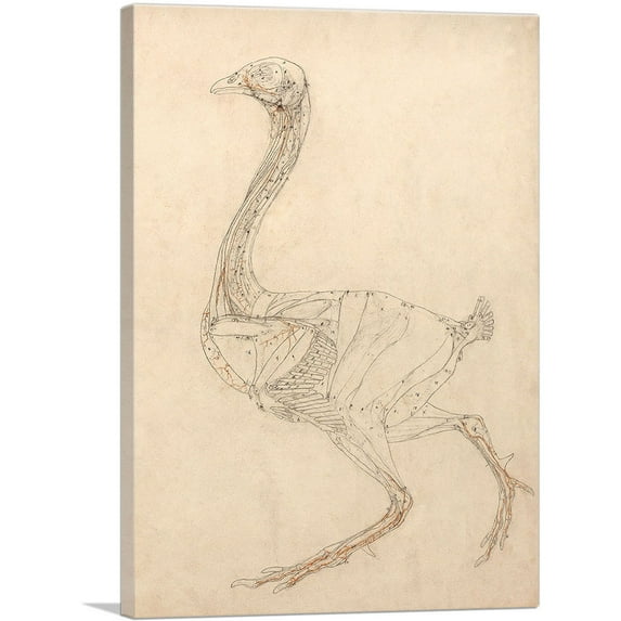 ARTCANVAS Fowl Body 1806 Canvas Art Print by George Stubbs - Size: 40" x 26" (1.50" Deep)