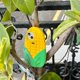 thumbnail image 4 of For iPhone 15 Silicone Case Cute 3D Corn Design Shockproof Phone Back Cover, 4 of 5