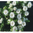 thumbnail image 3 of Clematis Dutchess of Edinburgh - 3 Live Plants in 4 Inch Growers Pots - Clematis 'Dutchess of Edinburgh' - Starter Plants Ready for The Garden - Beautiful White Bloom Flowering Vine, 3 of 5
