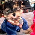 thumbnail image 3 of Ropa para Mascotas de Temporada de Otoño e Invierno, de Color Sólido, Hecha de Polar de Coral, que Mantiene Calientes y es Cómoda, Camisa de Polar para Perritos y Gatos., 3 of 5