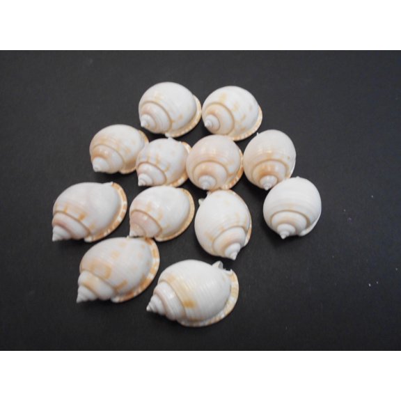 Set of 24 White Bonnet (Helmet) Shells 1 1/2-2" (38-50mm) Seashells Kids Crafts Beach Decor Nautical Cottage
