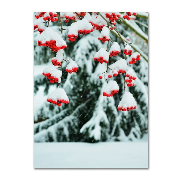 Trademark Fine Art "Winter Berries and Pine" Canvas Art by Kurt Shaffer