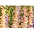 thumbnail image 2 of 250 APRICOT BEAUTY FOXGLOVE Digiitalis Purpurea Flower Seeds, 2 of 3