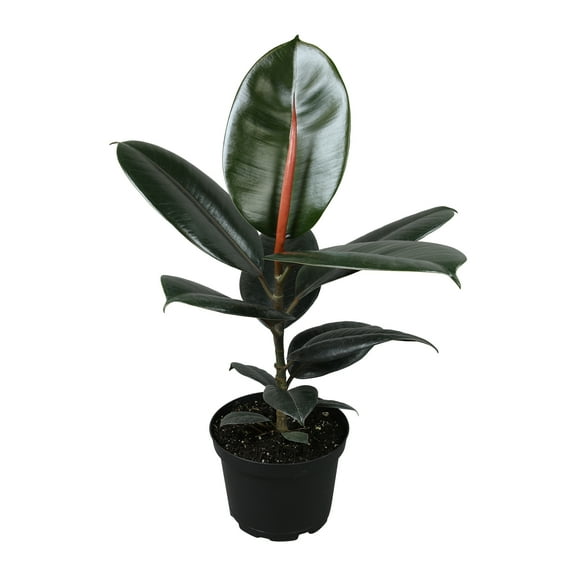 Ficus 'Burgundy' Rubber Tree Houseplant | 6in. Grow Pot; Filtered Light | Element by Altman Plants