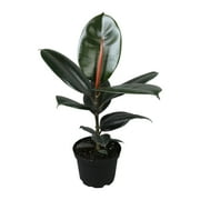 Ficus 'Burgundy' Rubber Tree Houseplant | 6in. Grow Pot; Filtered Light | Element by Altman Plants