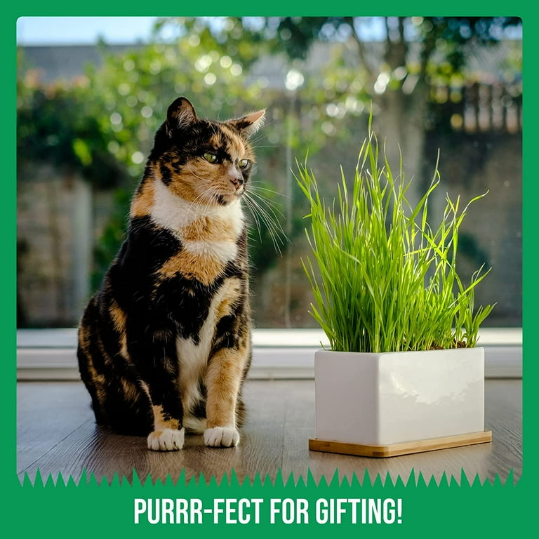 The Cat Ladies Organic Cat Grass Growing Kit with Organic Seed Mix Soil and Ceramic Planter with Bamboo Tray