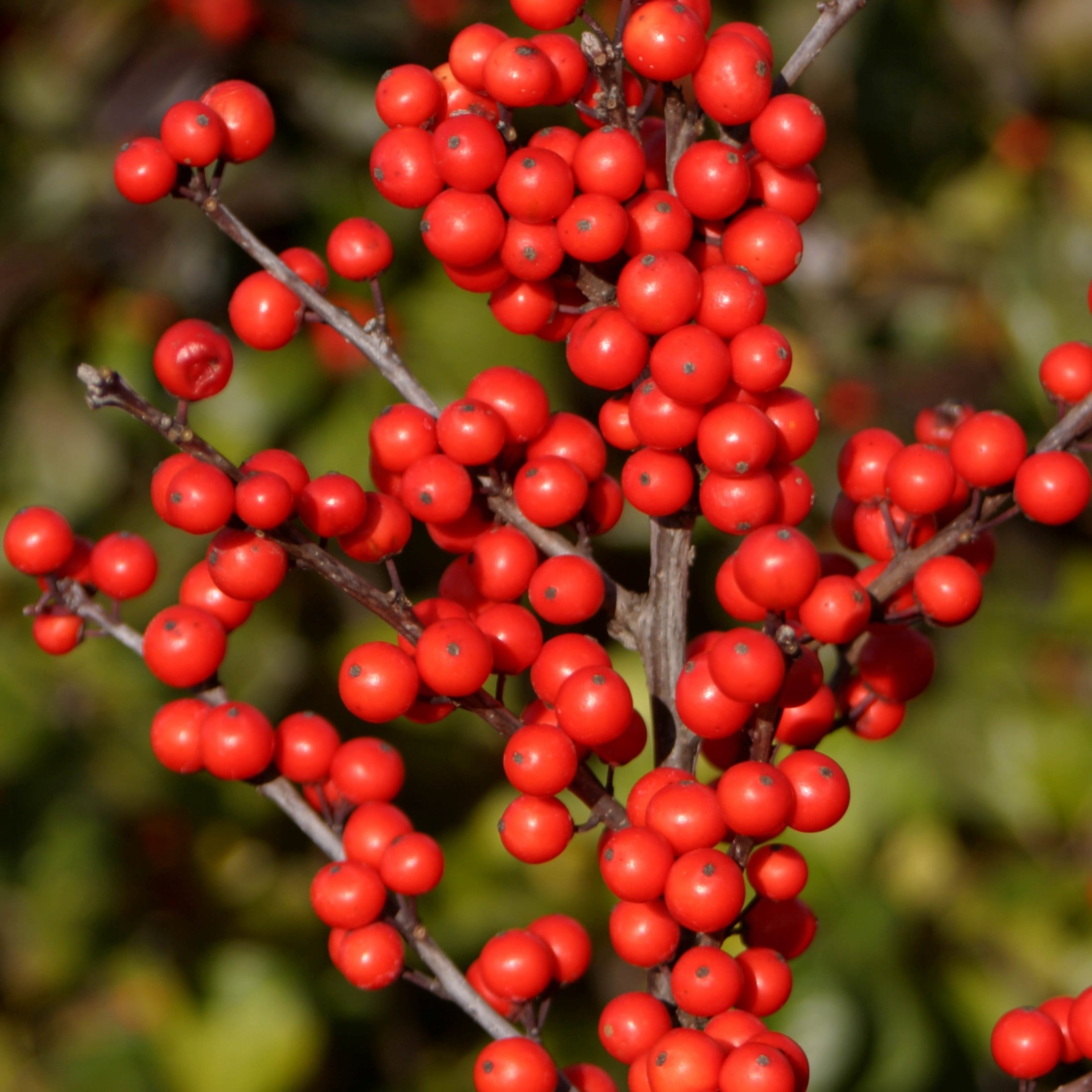 Proven Winners ColorChoice 5" Berry Heavy Winterberry Live Plant in 4.5" Pot (4 Count)