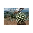 thumbnail image 2 of Paquete de 3 Tequila Maestro Tequilero Blanco 700 ml, 2 of 2