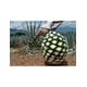thumbnail image 2 of Paquete de 3 Tequila Maestro Tequilero Blanco 700 ml, 2 of 2