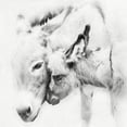 thumbnail image 3 of PHBurchett 15x15 Black Modern Framed Museum Art Print Titled - Donkey Portrait III, 3 of 5
