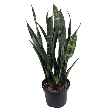 Black Coral Snake Plant - Sansevieria - Almost Impossible to kill - 6" Pot