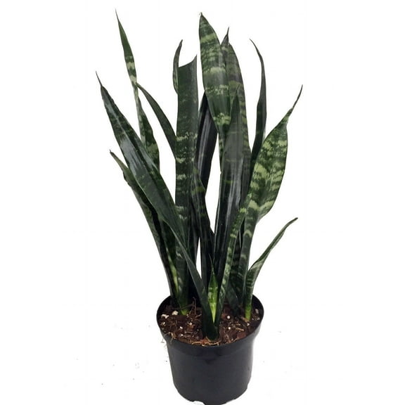 Black Coral Snake Plant - Sansevieria - Almost Impossible to kill - 6" Pot
