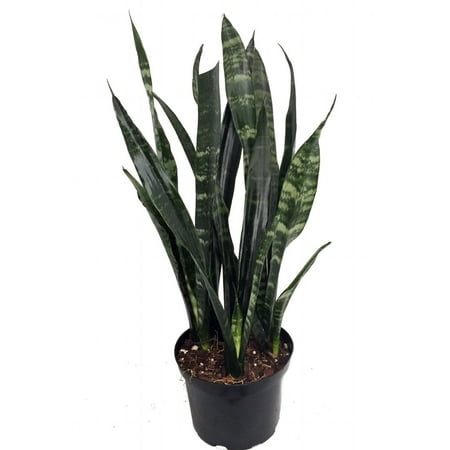 Black Stake - Black Coral Snake Plant - Sansevieria - Almost Impossible to kill - 6