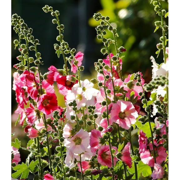 Earthcare Seeds - Hollyhock Indian Spring Mix 150 Seeds (Alcea Rosea) Heirloom - Open Pollinated