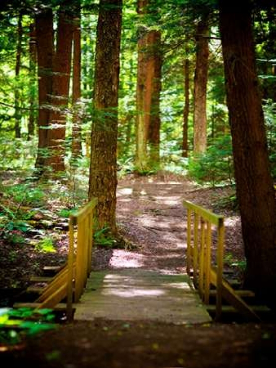 Forest Park Path Canvas Art - Susan Bryant ()