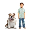 thumbnail image 4 of Advanced Graphics 5208 36 x 27 in. English Bull Dog Life-Size Cardboard Cutout, 4 of 5