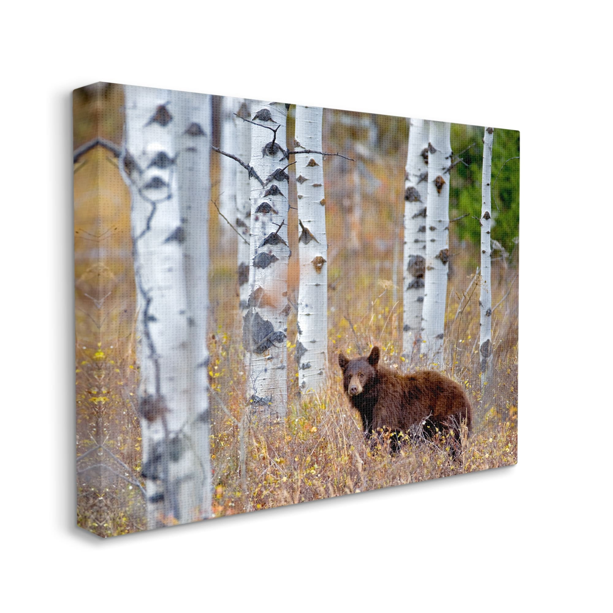 Stupell Industries Bear Cub Birch Tree Thicket Animals & Insects Photography Gallery Wrapped Canvas Print Wall Art