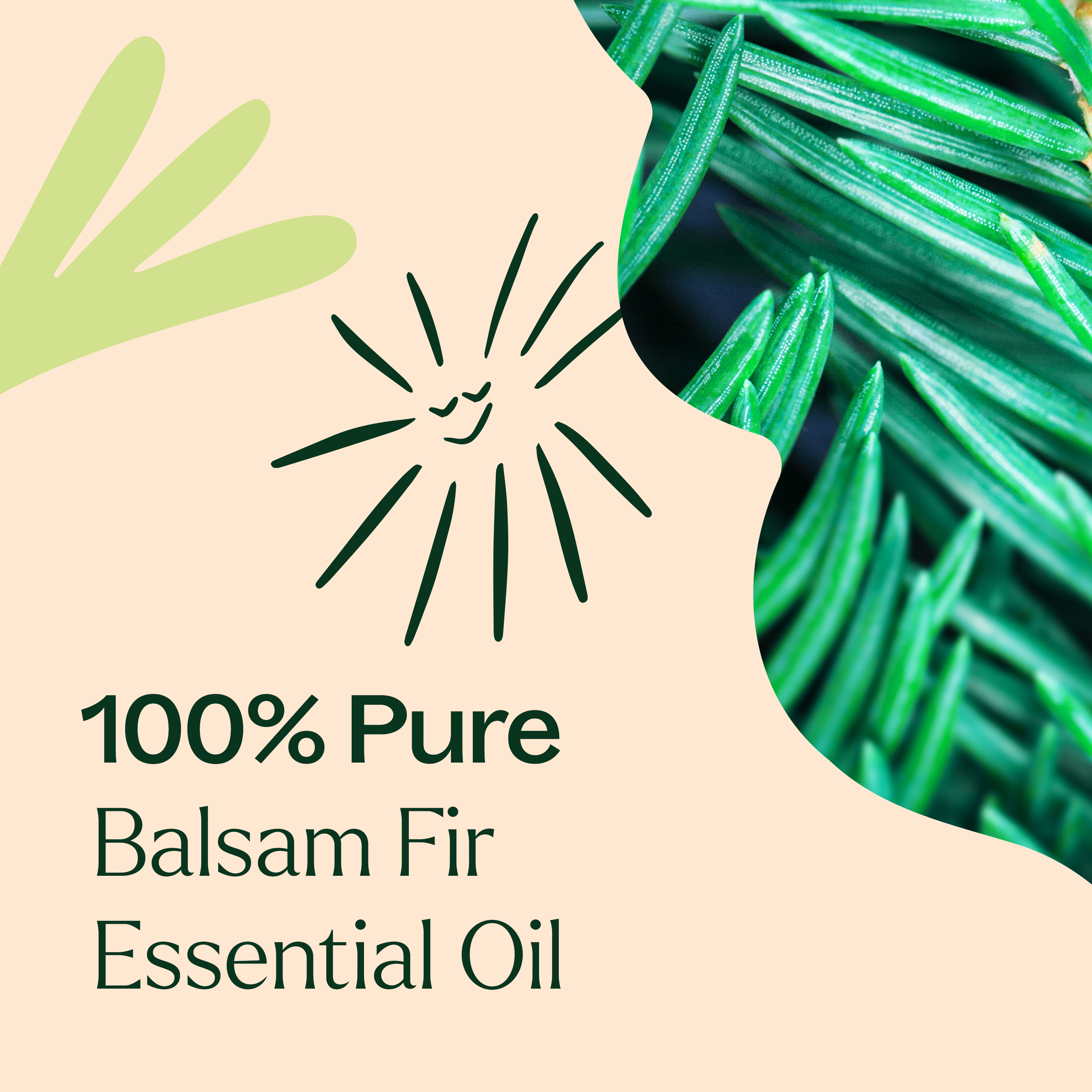 Plant Therapy Balsam Fir Essential Oil 100 mL (3.3 oz) 100% Pure, Undiluted, Natural Aromatherapy