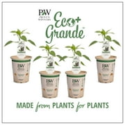 Proven Winners 4-Pack, 4.25 in. Eco+Grande, Mucho Nacho Jalepeno Live Plant Vegetable