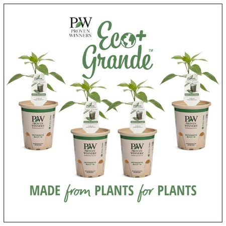 Proven Winners 4-Pack, 4.25 in. Eco+Grande, Mucho Nacho Jalepeno Live Plant Vegetable
