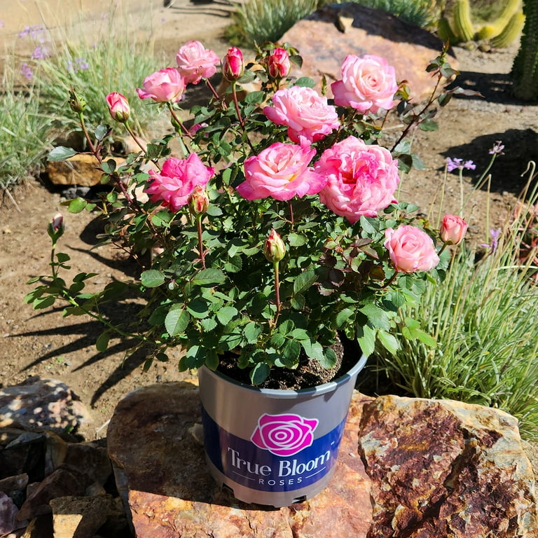 True Bloom by Altman Plants 'True Bliss' PP28929 Pink Rose True Bloom by Altman Plants 'True Bliss' PP28929 Pink Rose