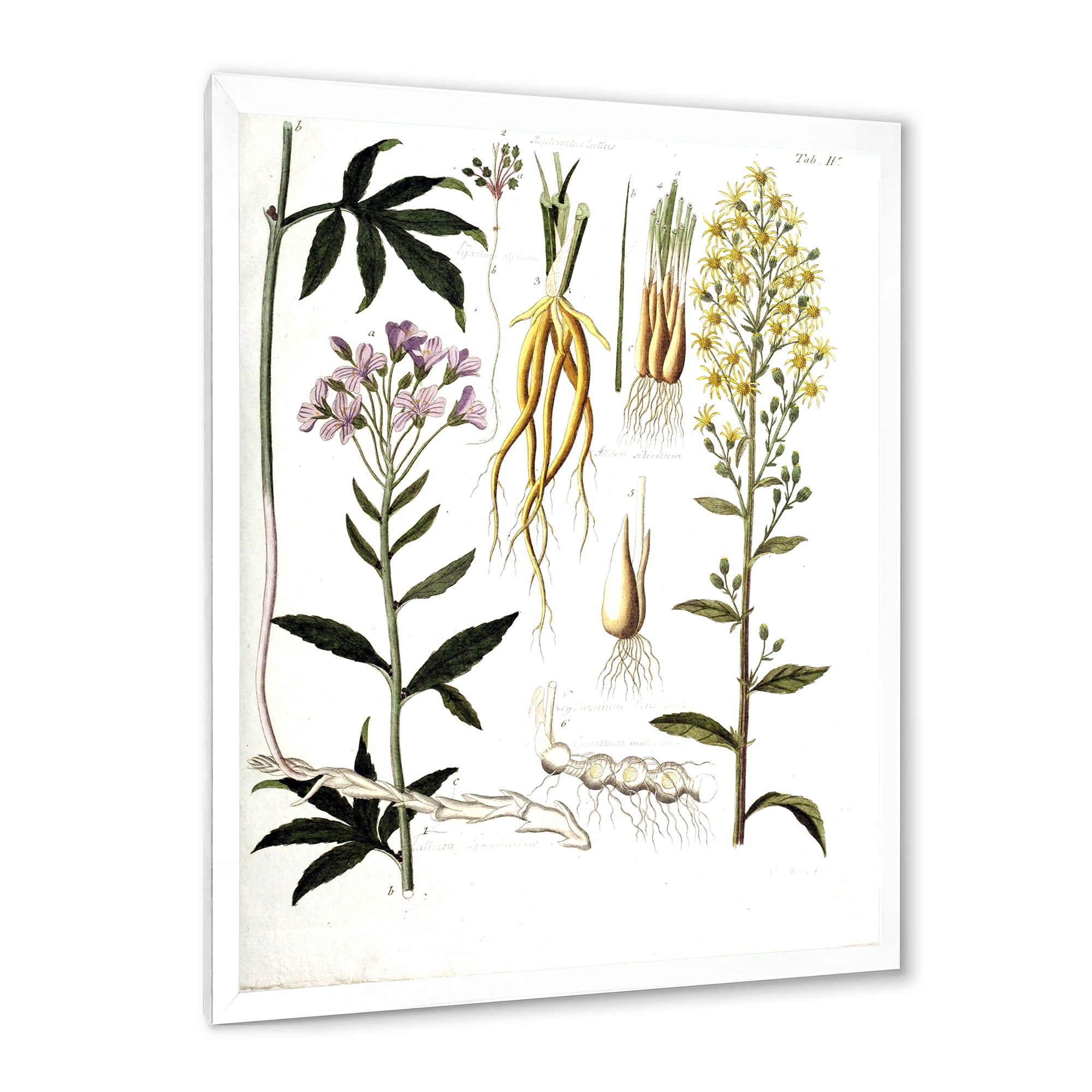 Designart 'Ancient Plant Life VIII' Farmhouse Framed Art Print