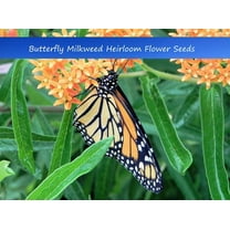 Flower Seeds -Butterfly Milkweed-Asclepias tuberosa -20 Heirloom Seeds-Annual -Perennial Wildflower - Butterflies