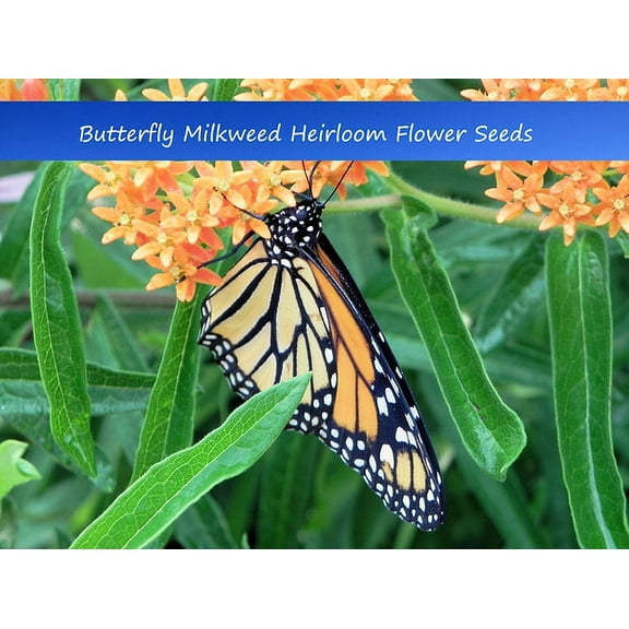 Flower Seeds -Butterfly Milkweed-Asclepias tuberosa -20 Heirloom Seeds-Annual -Perennial Wildflower - Butterflies