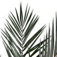 thumbnail image 2 of Vickerman 16-24" Long Green Phoenix Date Palm Frond, 5 per pack, Preserved, 2 of 5
