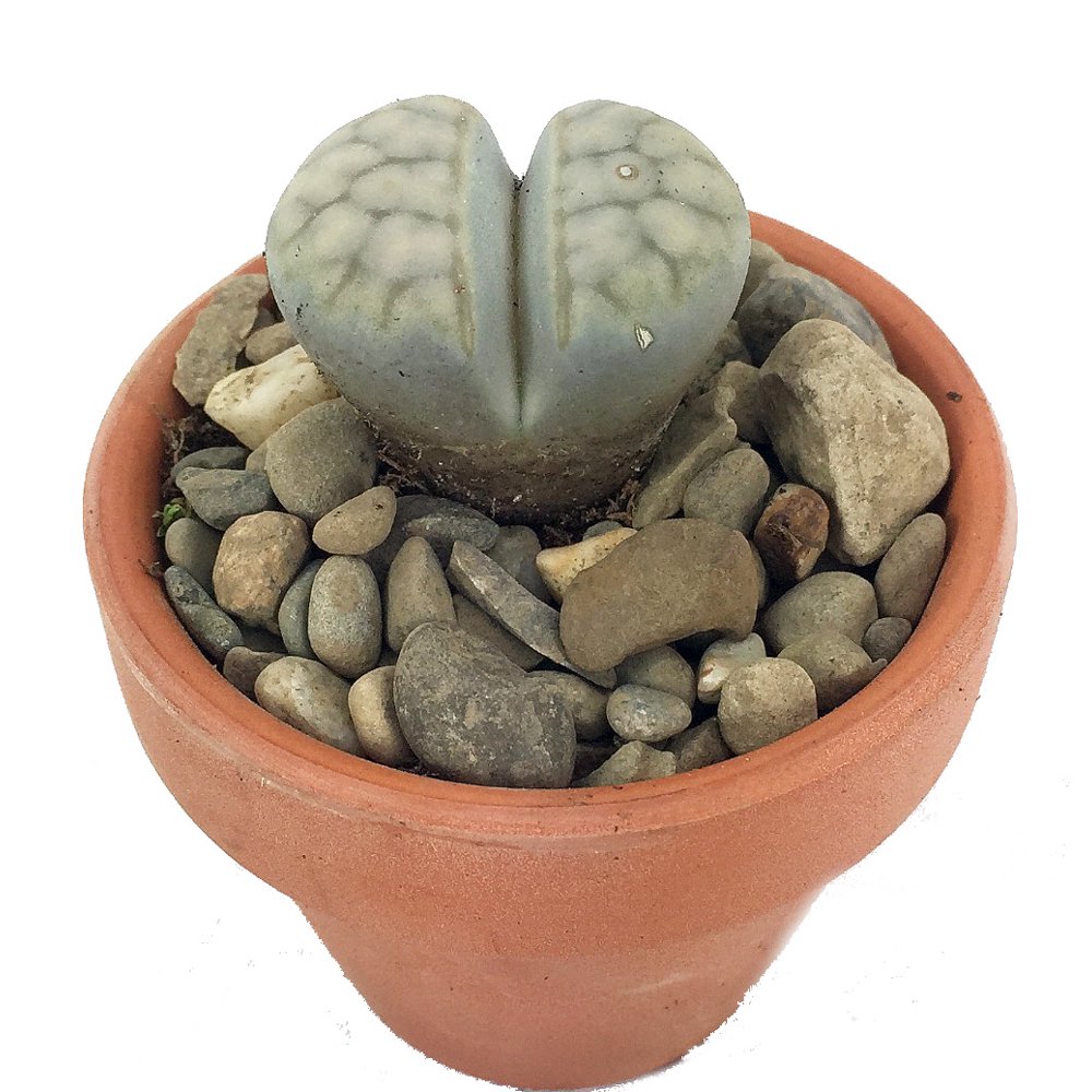 Living Stone Plant Lithops 2.5&quot; CLAY POT Strange