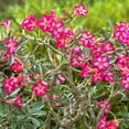 thumbnail image 7 of 1 Live Desert Rose, Pink Flowering Succulent Tree, Perennial Outdoor Plant, 7 of 7