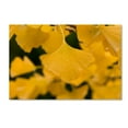 thumbnail image 2 of Trademark Fine Art "Ginkgo in the Rain" Canvas Art by Philippe Sainte-Laudy, 2 of 4