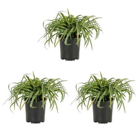 Expert Gardener 2.5QT Variegated Liriope Live Perennial Plant Sun 3-Pack