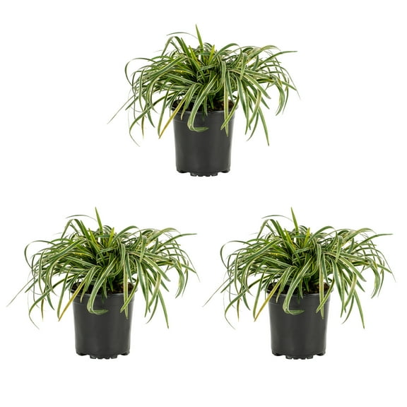 Expert Gardener 2.5QT Variegated Liriope Live Perennial Plant Sun 3-Pack