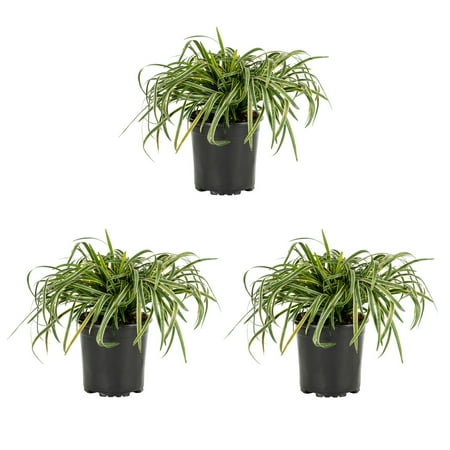 Expert Gardener 2QT Variegated Liriope Live Perennial Plant Sun 3-Pack