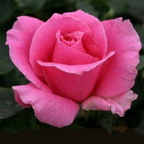 Heirloom Roses Hybrid Tea - Eiffel Tower Pink Rose Bush
