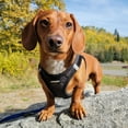 thumbnail image 6 of Best Pet Supplies Voyager Step-In Plush Suede Dog Harness, 6 of 8