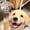 Extra-large Golden Retriever, variant on Large Pet Hair Memorial Keychain, Clear Dog Shape Fur Keepsake Charm, 3D Resin Dog Hair Collector Pendant for Pet Lovers