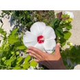 thumbnail image 2 of 25 Luna WHITE HARDY HIBISCUS Hibiscus Moscheutos Flower Seeds, 2 of 3