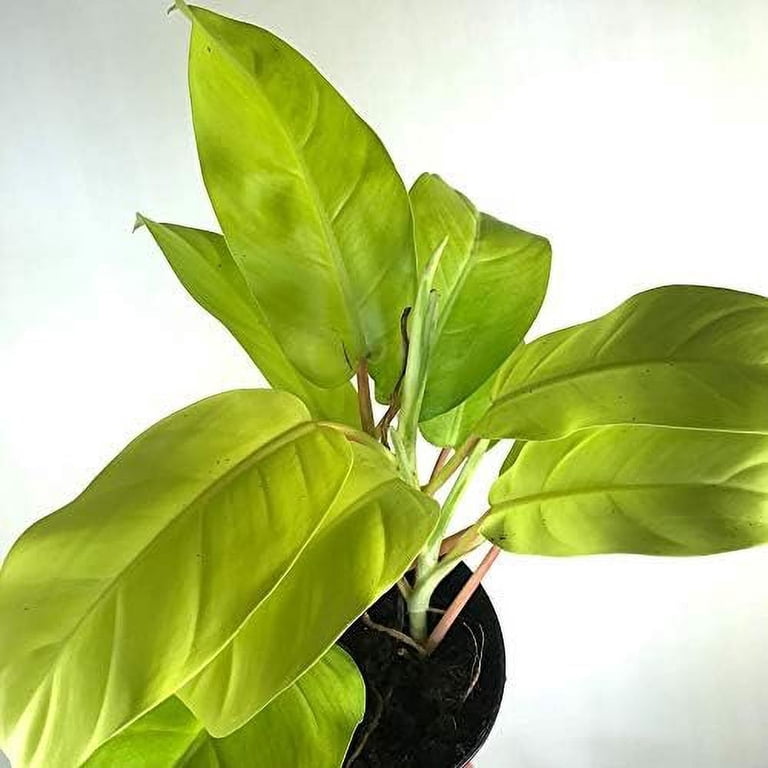 Philodendron Lemon Lime - Live Plant in a 4 Inch Growers Pot - Philodendron  Hederaceum Lemon Lime - Strikingly Beautiful Indoor Air Purifying  Houseplant - Walmart.com