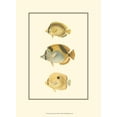 thumbnail image 2 of Vision Studio 24x32 White Modern Wood Framed Museum Art Print Titled - Antique Tropical Fish I, 2 of 4