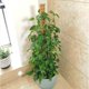 thumbnail image 3 of Palo de musgo para escalada de plantas YONGSHENG 40 cm de eucalipto y coco, 3 of 4