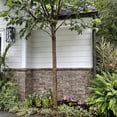 thumbnail image 2 of Evolve Stone Non-Rated Capital Sky Morning Aspen Stone Veneer (14.25 sq. ft. per box), 2 of 3