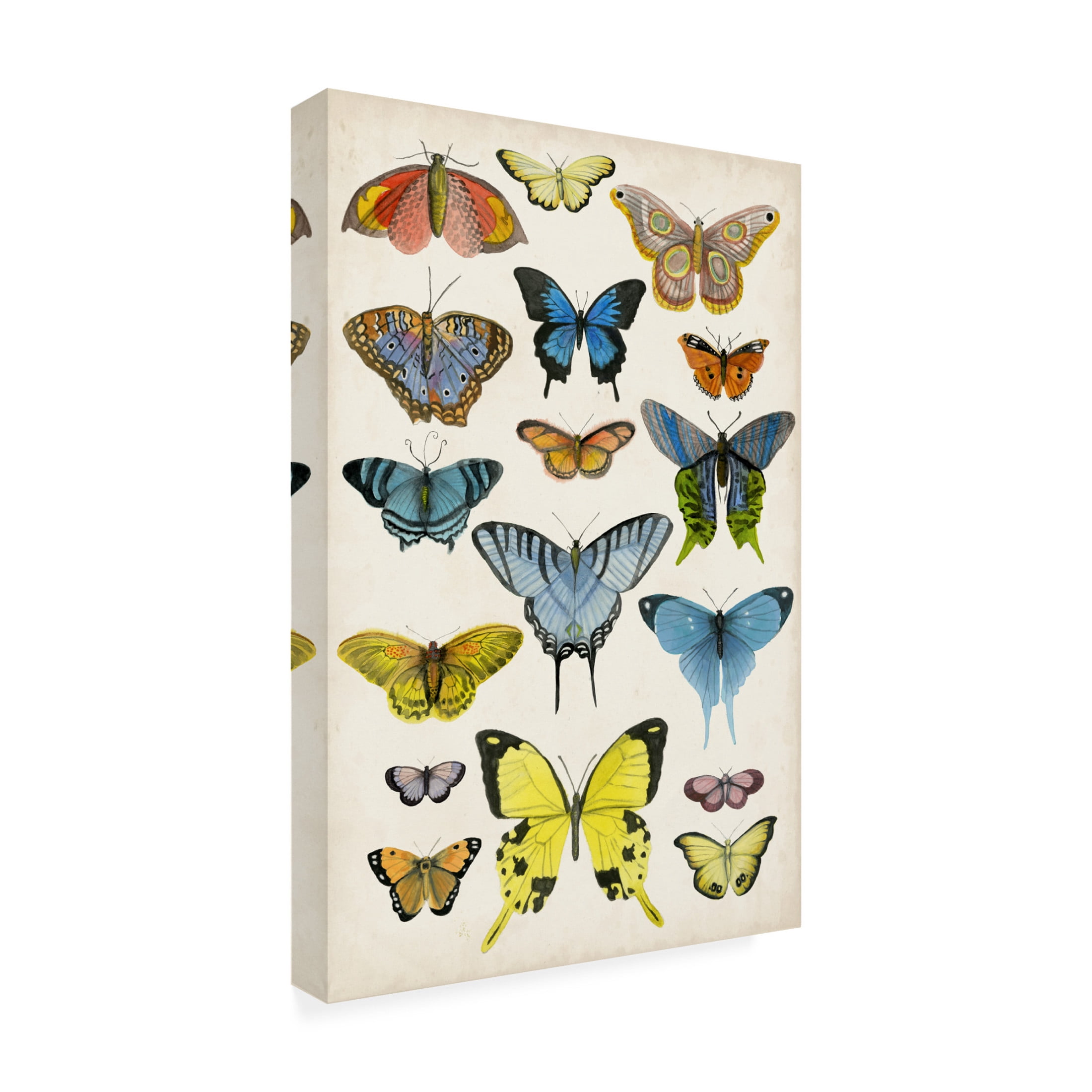 Canvas Wall Art - Naomi McCavitt 'Butterfly Taxonomy II' Wall Art for Living Room, Bedroom, or Office Décor by Trademark Fine Art - 16 x 24 Inches