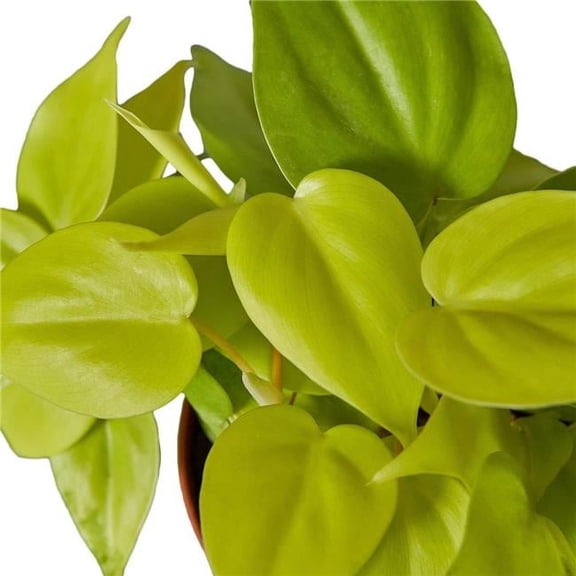 House Plant Dropship 3-PHILODENDRON-NEON 3 in. Pot Philodendron Neon Plant