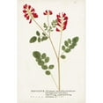 thumbnail image 3 of Unknown 17x24 Black Modern Framed Museum Art Print Titled - Nature Printed Botanicals III, 3 of 5