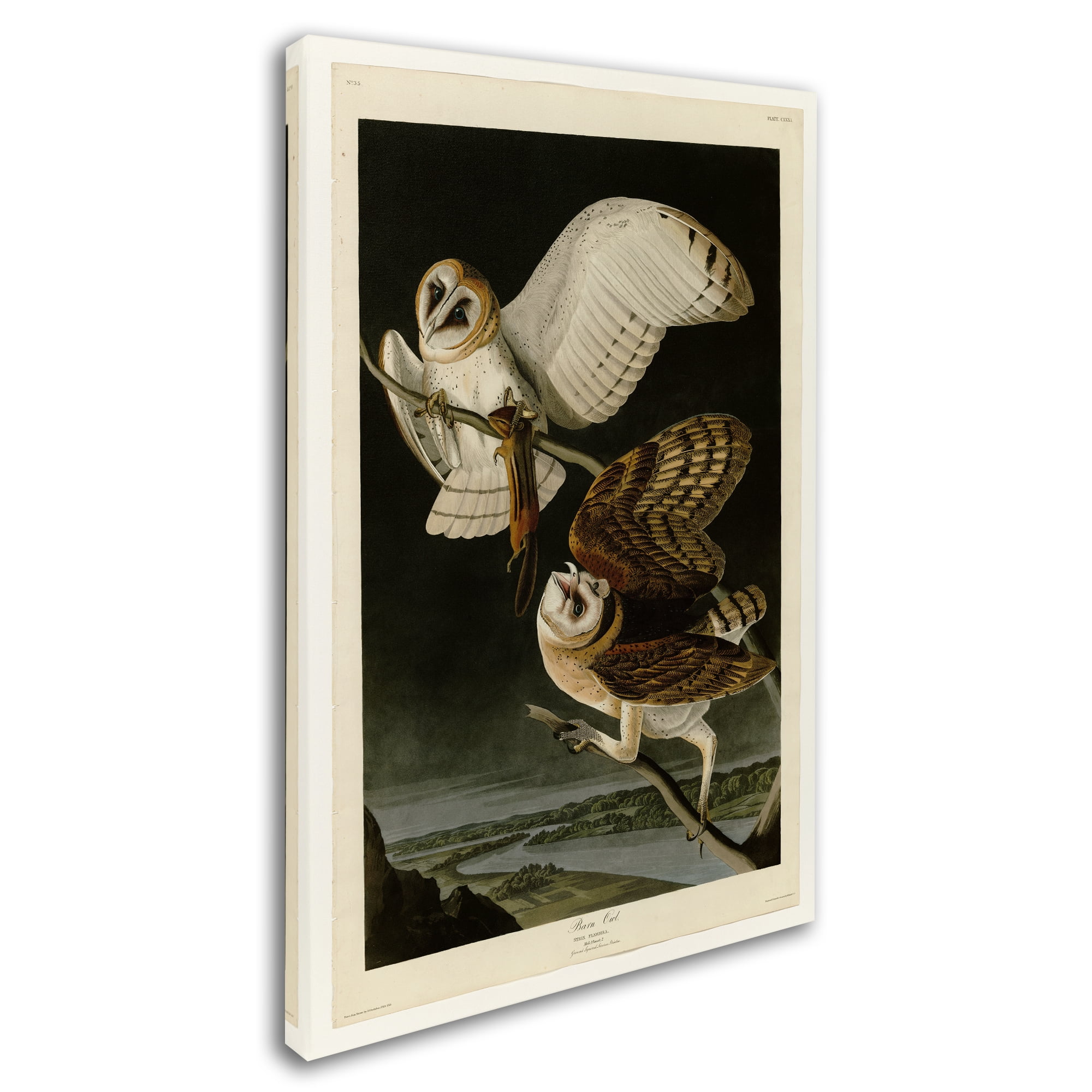 Trademark Fine Art 'Barn Owlplate 171' Canvas Art by Audubon